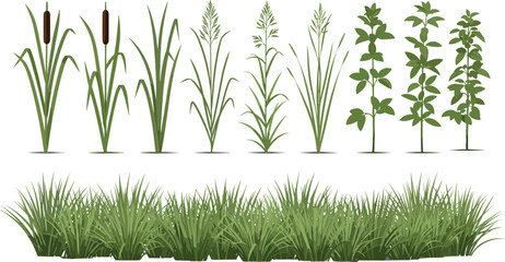 Vector Illustration Set of Lush Green Grass, Reed, Cattails, and Tall Field Plants, Ideal for Game Asset Design, Wetland Backgrounds, and Nature Graphics.