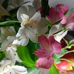 Obraz premium pink and white lilies