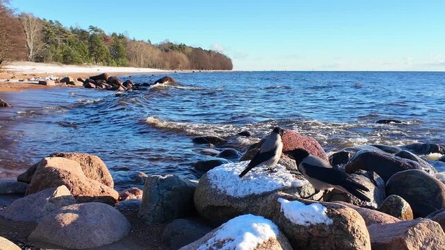Crows eating a small fish tail on rocky shoreline by the bay, wild birds feeding on the coast in natural coastal habitat with calm water and clear blue sky in daylight