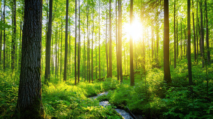Obraz premium Serene forest scene featuring tall trees with vibrant green leaves, sunlight streaming through canopy, and gentle stream flowing through