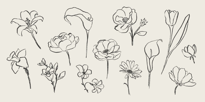 Hand drawn botanical line art set with different flowers.  Vintage floral elements with ink brush effect. Sketch lily, calla, peony, tulip, daisy, rose