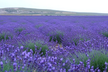 Endless rows of blooming lavender stretch across a field, with gentle hills visible in the background under a soft sky