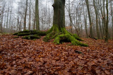 Moss-covered tree roots on a forest floor filled with fallen leaves &mdash; autumn woodland close-up