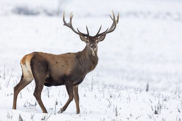Obraz premium Portrait of the older red deer stag with large antlers walking through the meadow covered with snow. Red deer, Cervus elaphus, wildlife, Slovakia.
