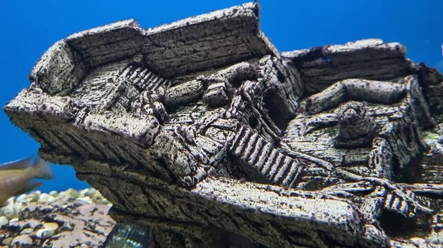 Miniature sunken ship decoration in a home aquarium. Small, colorful african cichlid fish peacefully swimming around the artificial wreck