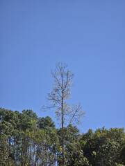 Serene and tranquil nature landscape with tall, bare tree against clear blue sky. Below tree, lush green forest provides beautiful natural background
