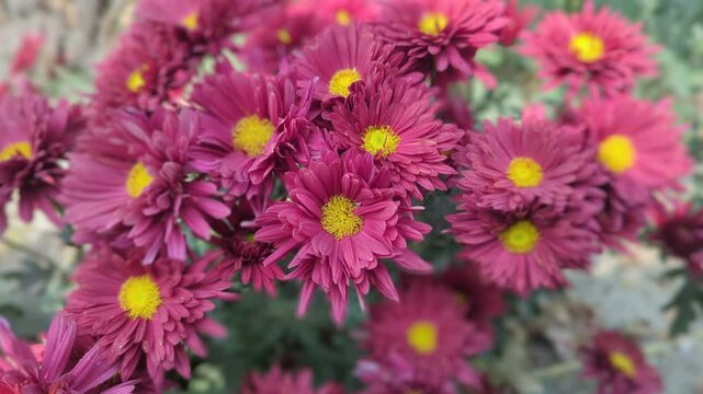 Red Chrysanthemums in the autumn garden .Background of many small flowers of Chrysanthemum. Beautiful red autumn flower background. Chrysanthemums Flowers blooming in garden at spring day. Soft focus 