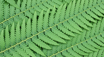 Close up of vibrant green fern leaves showcasing natural patterns and textures in lush outdoor summer foliage