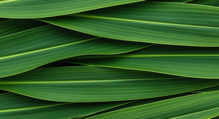 Vibrant overlapping green leaves with delicate linear texture creating a natural abstract pattern in fresh botanical background