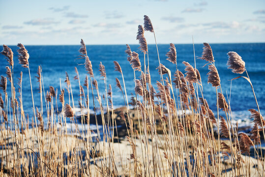 common reed, or Phragmites australis, a tall, perennial grass, growing along the coastline of Beavertail State Park, Jamestown, Rhode Island, New England