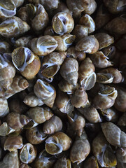 Close up top view of pile of fresh raw sea snail shellfish. natural background of abundant seafood, gourmet ingredient for cooking, ready at food market