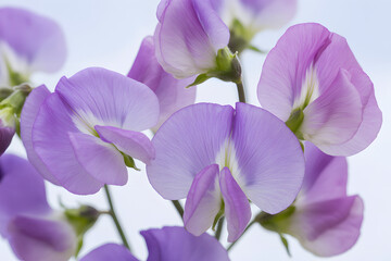 Delicate Blossoms in Bloom: Capturing the intricate beauty of delicate purple flowers, showcasing their gentle petals in full bloom, a symbol of serenity and elegance.