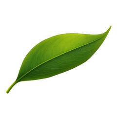 Obraz premium A detailed close-up illustration of a single vibrant green leaf with delicate veins against a clean white background, showcasing natural beauty and botanical detail