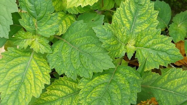 Patchouli leaves (Pogostemon cablin) Patchouli leaves are the basic ingredient for making essential oil