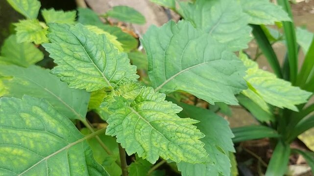 Patchouli leaves (Pogostemon cablin) Patchouli leaves are the basic ingredient for making essential oil