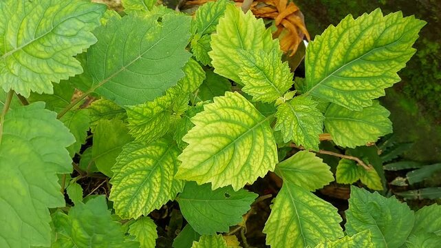 Patchouli leaves (Pogostemon cablin) Patchouli leaves are the basic ingredient for making essential oil