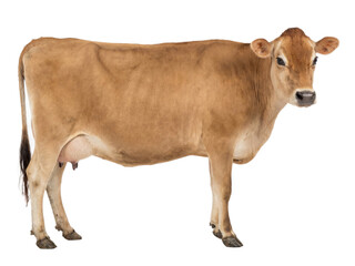 Brown Jersey cow standing isolated on transparent background (PNG) © Trixy