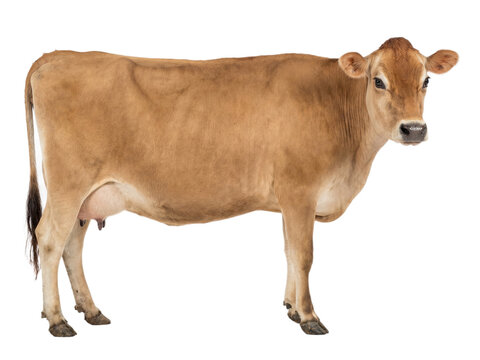 Brown Jersey cow standing isolated on transparent background (PNG)