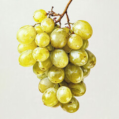 Fresh Green Yellow Table Grapes Bunch with Stem Isolated - Premium Organic Fruit Stock Photography
