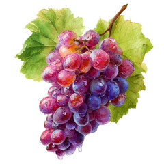 Colorful Mixed Wine Grapes with Green Leaves Cluster - Fresh Fruit Isolated Stock Image