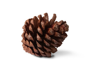 Single Pine cone PNG no background