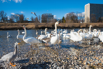 group of waterbirds at Isar riverside. swans, gooses and seagulls.
