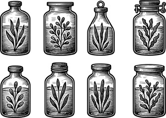Vintage botanical jars with engraved seaweed illustrations
