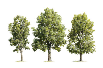 Fototapeta premium Three tall vibrant green deciduous trees with full foliage and visible trunks, isolated for design projects. isolated on transparent background