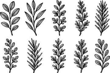 Fototapeta premium Hand drawn botanical leaf collection with intricate black and white sketches