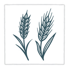 Vintage hand-drawn vector illustration of two wheat heads with stylized grain details. Suitable for wheat, rye, barley, and oats themes. Perfect for bakery, farm, harvest, and organic branding. 