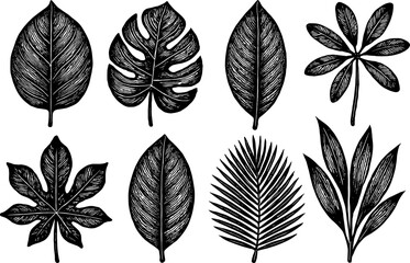 Fototapeta premium Vintage botanical leaf collection: elegant black and white engravings