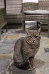 Fototapeta premium Cat portrait with woven chairs in cozy environment