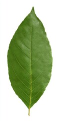 Fototapeta premium Realistic complete pear leaf isolated on solid bright white background with focused lighting, showing fine veins and natural green texture, ideal for botany education, eco design and fresh fruit conce