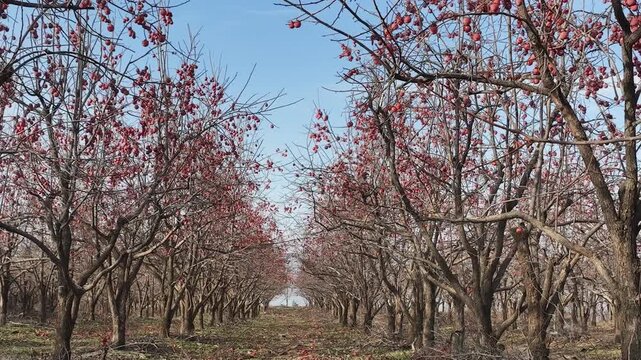 Ripe Persimmon Orchard in Sanmenxia, China