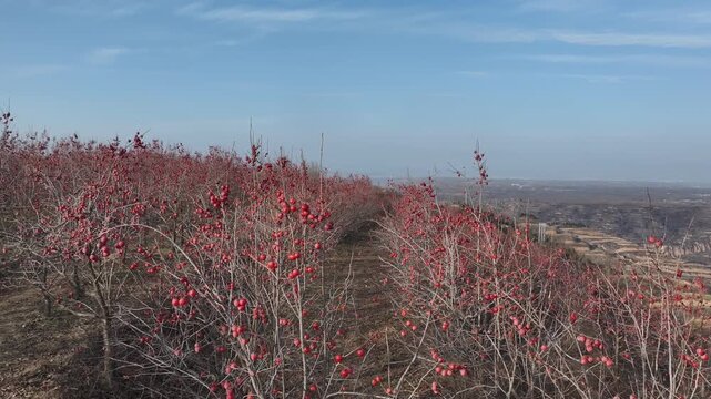 Ripe Persimmon Orchard in Sanmenxia, China