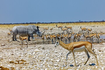 Breitmaulnashorn und Springböcke