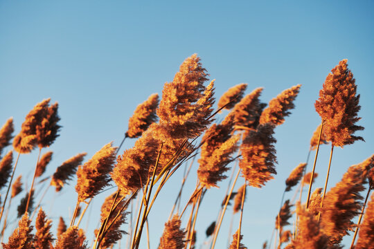 common reed, known scientifically as Phragmites australis, a tall, perennial grass often found in wetlands and ditches, Newport, Rhode Island, New England