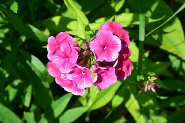 Pink phloxes flowers close up