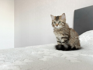 Curious cat sitting on bed with snowflake blanket in winter  