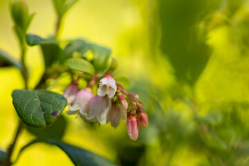 Naklejka premium A beautiful fresh cranberry bushes blossoming in the summer forest. A seasonal scenery of woodlands in Latvia, Europe.