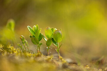 A beautiful fresh cranberry bushes blossoming in the summer forest. A seasonal scenery of woodlands in Latvia, Europe.