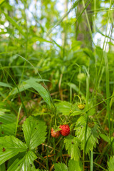 A beautiful summer scenery of native plants growing in a forest. A seasonal woodlands in Latvia, Europe.