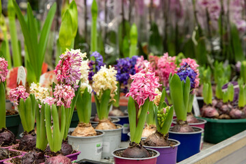 Vibrant hyacinth flowers in pots in market, perfect for spring gardening and decoration concepts