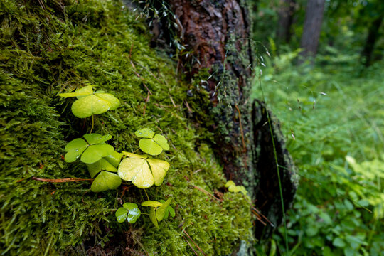 A beautiful fresh wood sorrel leaves growing on a forest floor. A summer scenery of woodlands in Latvia, Europe.