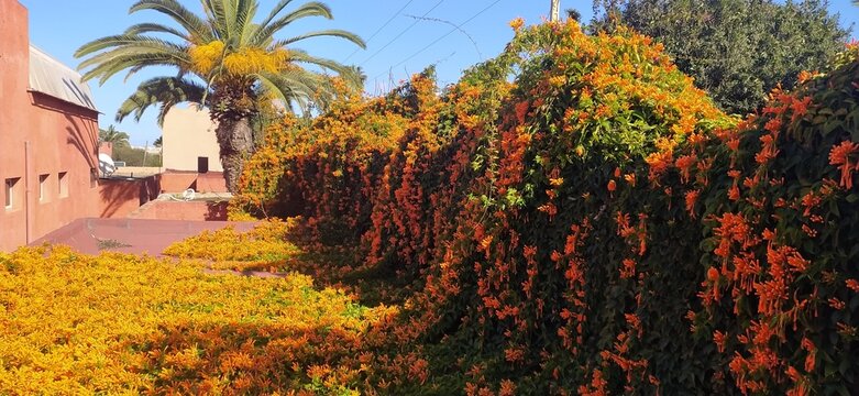 Beautiful roses in a garden in Rabat, Morocco
