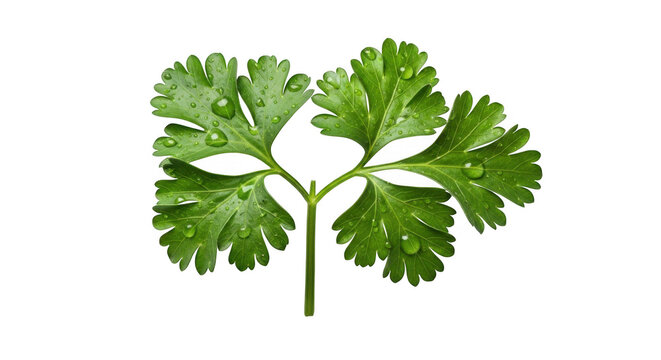 Vibrant green cilantro leaf isolated macro photography