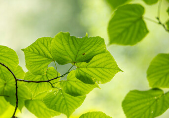 A beautiful summer scenery with fresh green leaves un tree brances in a forest. A seasonal scenery of woodlands in Latvia, Europe.