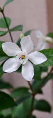 Close-up photograph of a white, star-shaped flower with a yellow center, Wrightia antidysenterica, featuring small dark specks on its petals.