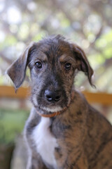 Portrait of a brindle Irish Wolfhound puppy wearing a brown collar, sitting calmly in soft natural...