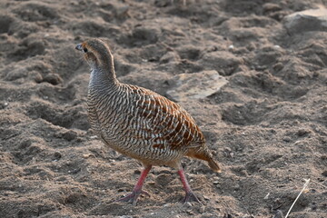 A cute grey francolin bird is seen in the dry scrubs of a forest area